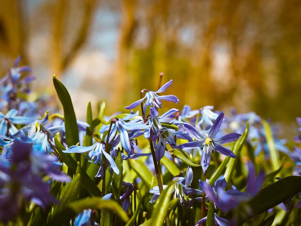 Seasonal Guide: Photographing Bluebell Woods at Historic Estates